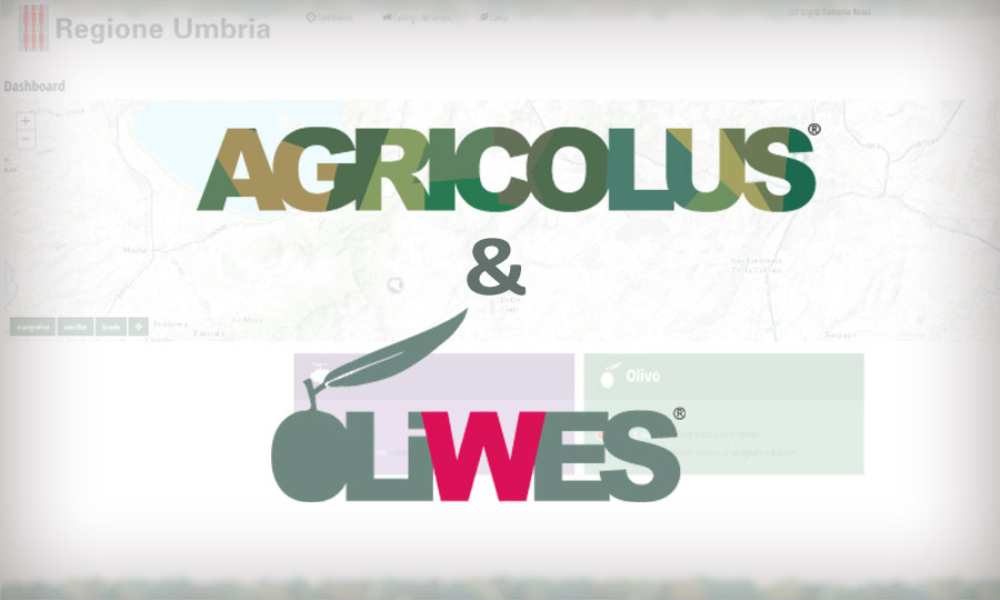 Agricolus-Oliwes-portfolio