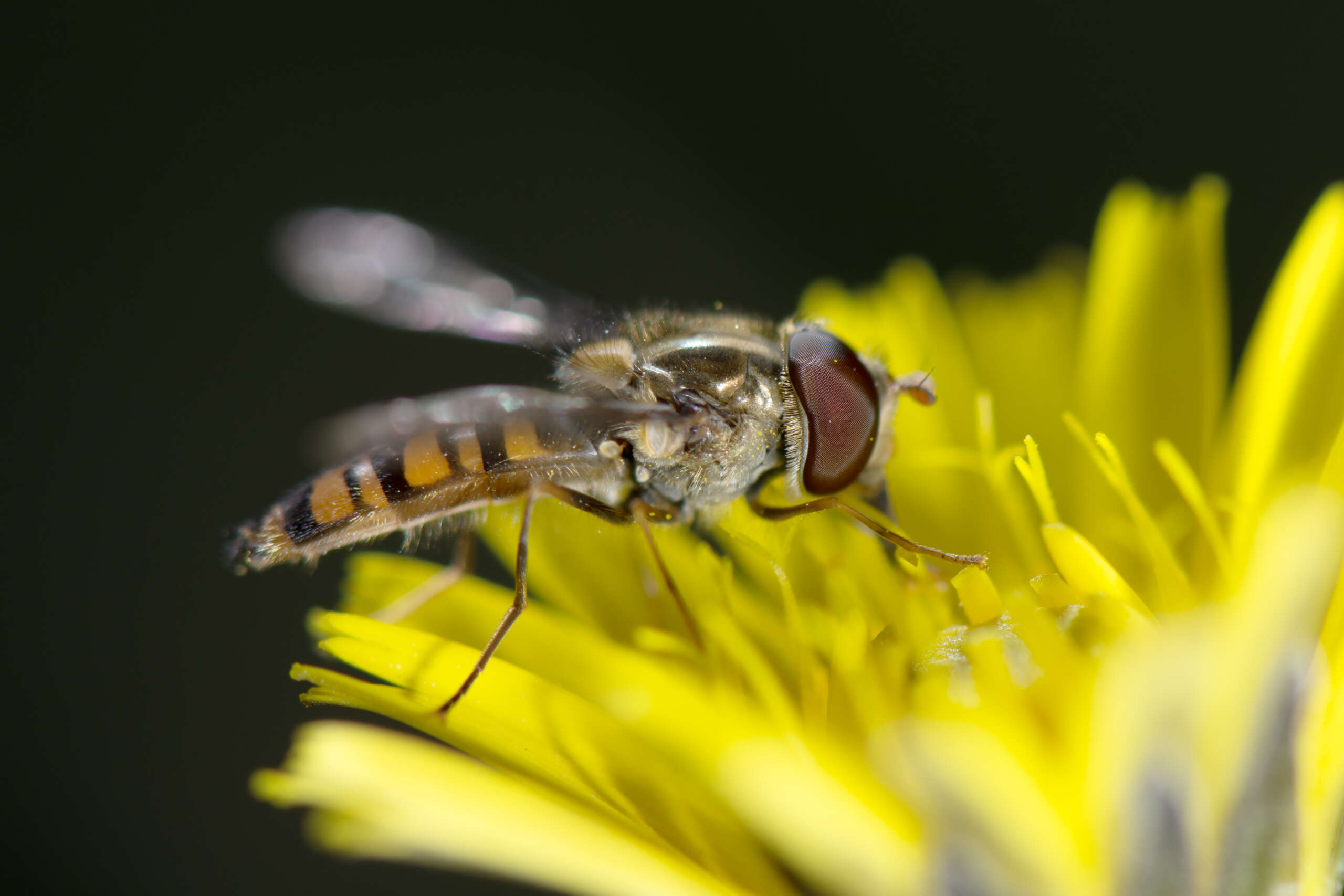 Episyrphus balteatus